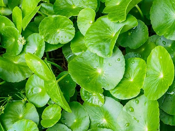 centella asiatica cica