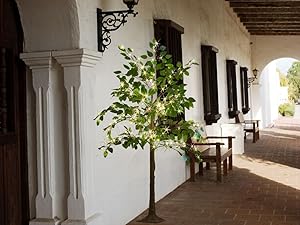 ficus silk tree