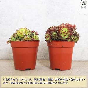 Amazon.co.jp: センペルビウム・ジョビバルバ レッド 2.5号鉢 1