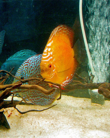 oxygen pump for fish tank