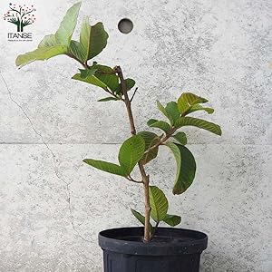 台湾のグァバ 接木苗 花芽つき 大木 (Ruby グアバ)