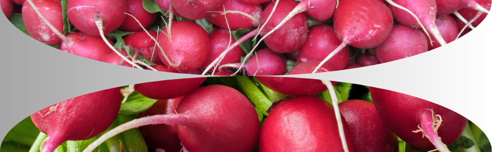 radish red ball seeds, red radish seeds, radish ball seeds