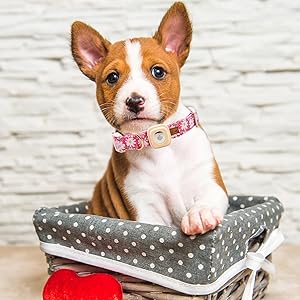 pink dog collar