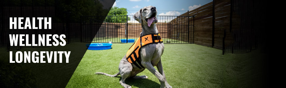 HEALTH WELLNESS LONGEVITY