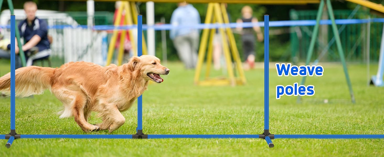 dog obstacle course backyard
