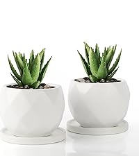 多肉植物 鉢 陶器