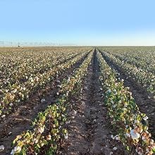 Cotton Field