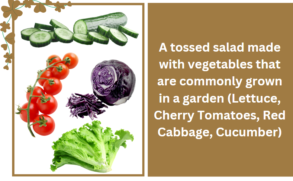 SPN-BFCC Salad Gardening Kit