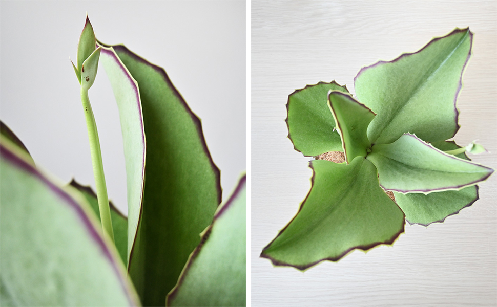 Amazon 観葉植物 本物 カランコエ シンセパラ セメントシリンダーポット 多肉植物 観葉植物 オンライン通販