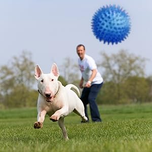 fetch ball toy