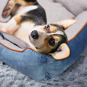 dog beds clearance