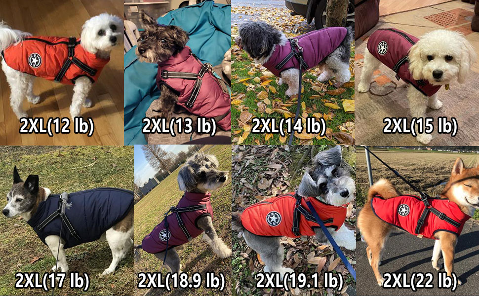 dog jacket