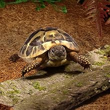 Coconut Fiber Reptile Substrate Mat