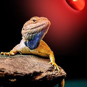 red light reptile fiveage