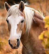 shampoo mane and tail soothe and shine pure sole horse spot cleaning