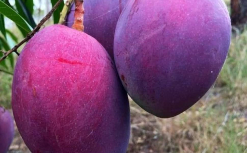 Original Rare purple Miyazaki Mango Pack Of 2) Grafted Live