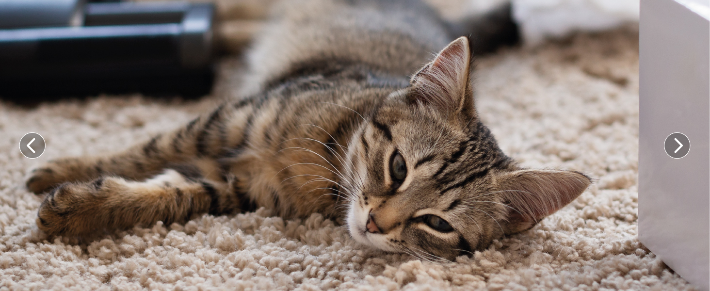 Redflyz Portable Lint Remover Carpet Scraper Tool Pack of 3 360° Blade Lint Roller for Fuzz