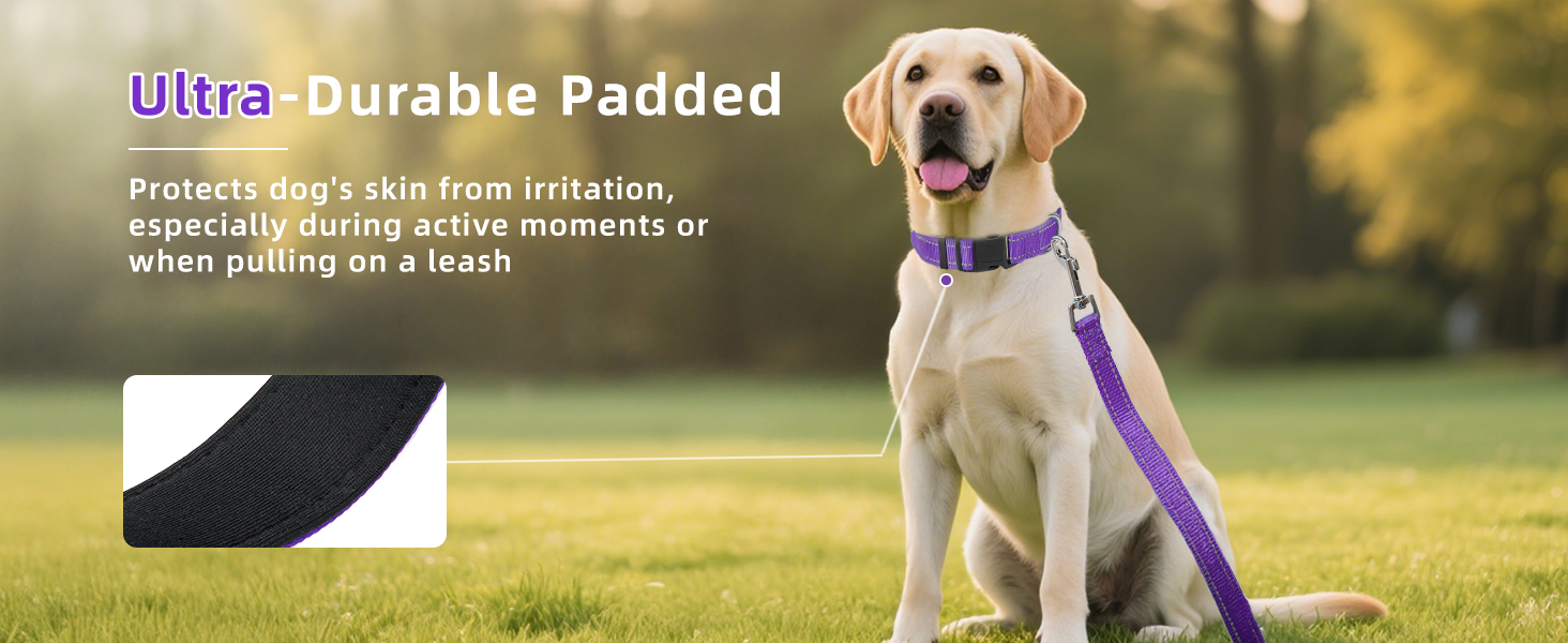 padded dog collar