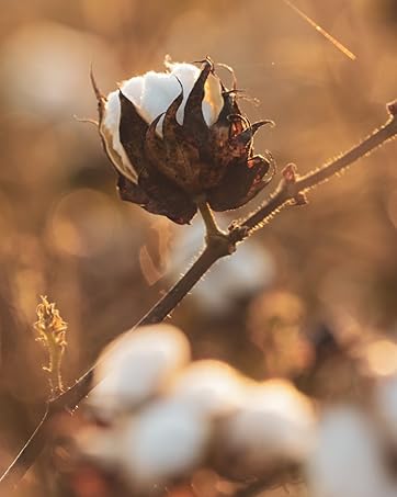 cotton