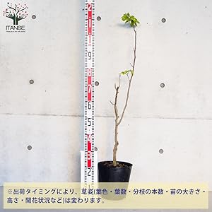 実生苗ロンガン 約60cm Amazon.co.jp: ITANSE ロンガン 大鵜円龍眼 6号 1個売り