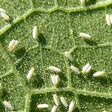 Small manufacture image 7