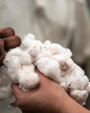 Organic Cotton Boll being inspected by our team