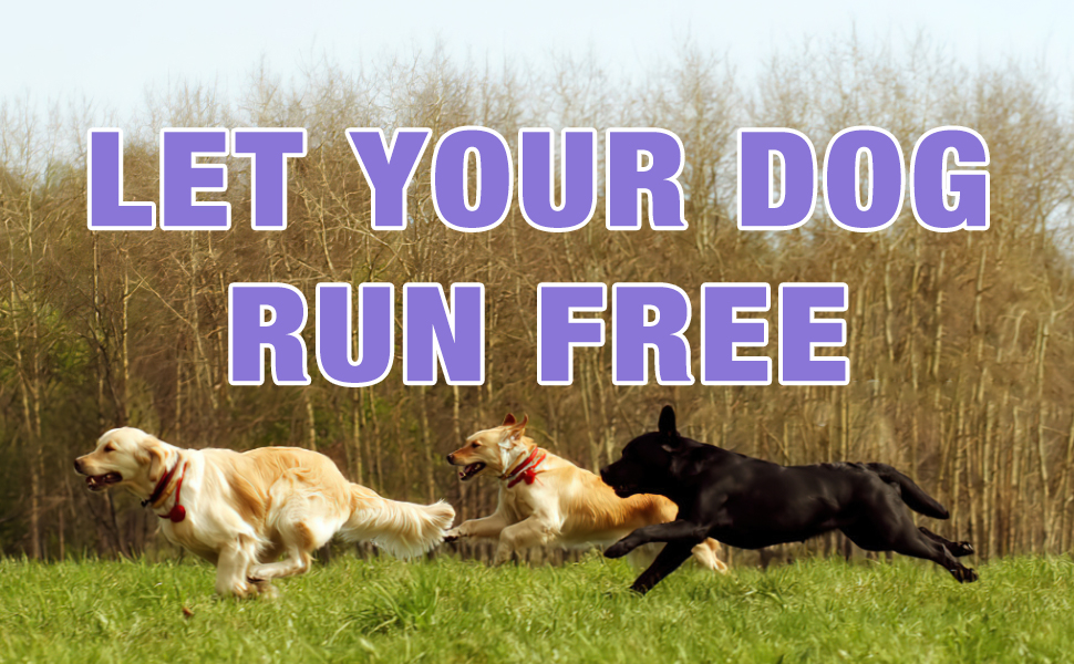 paw cleaner for dogs large