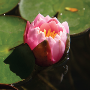 Safe for fish, pets, birds, and other aquatic life.