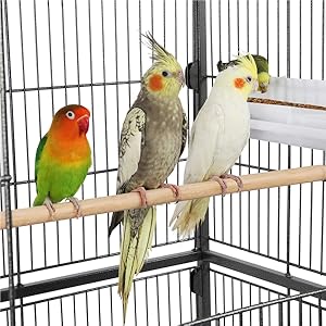 Drei Vögel sitzen auf einem Platz in einem Käfig.