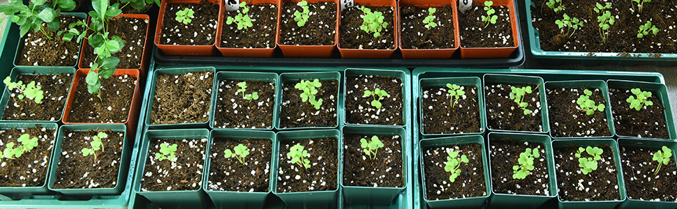 June Fox 100 Pack Green Square Nursery Pots