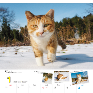 Amazon.co.jp: 2025 中山祥代 ねこ散歩カレンダー（壁掛け）猫