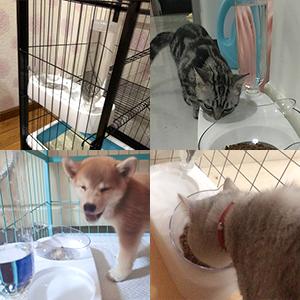 a group of dogs drinking water from a bowl.