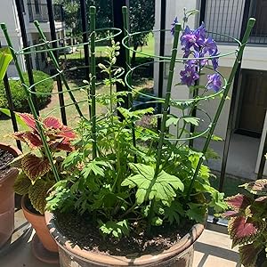 plant stakes