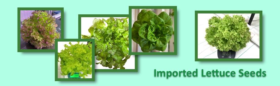 imported lettuce seeds