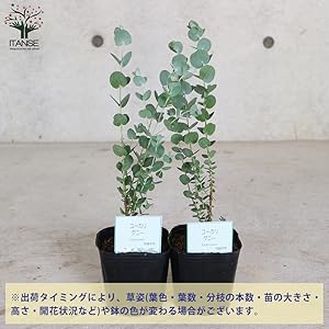 ユーカリ科さま専用 楽天市場】ユーカリ（スティックス） 3.5号 ポット苗 1鉢
