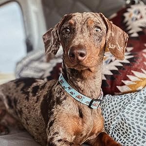 DUKIER - Dog Collar, Adjustable and Adjustable, Neoprene Pet Accessory, Heavy Duty, Unicorns, Size S 17 aplus content image