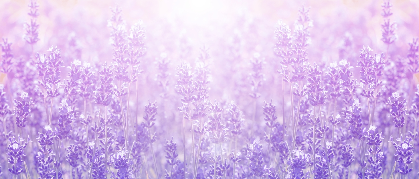 BloomAir Room Fresheners Lavender Fragrance No Gas Non Alcohol