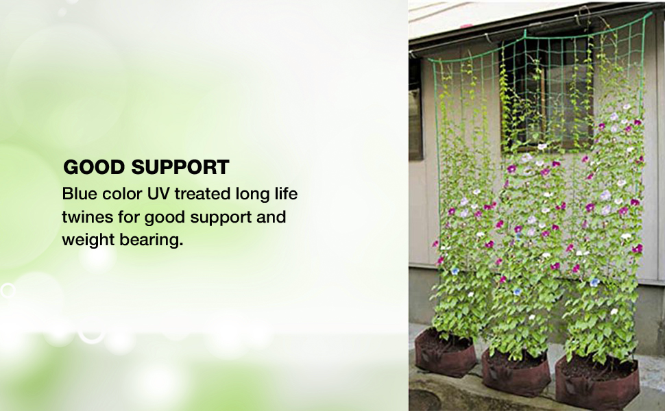 Bio Blooms Agro India Private Limited Plant Climbing, Creeper Plant