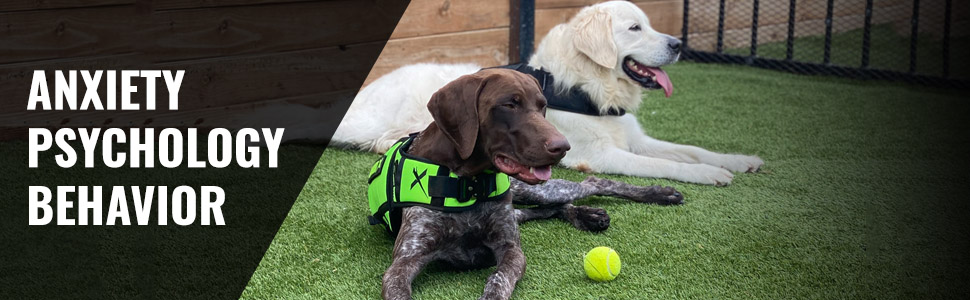 anxiety psychology behavior