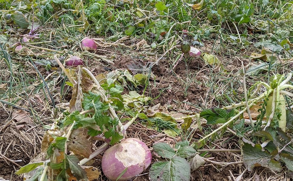 HIT LIST SEED® Purple Top Turnip Food Plot Seeds for Deer