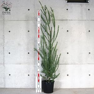 ①新品種アカシア「ゴールドチップ」7号鉢140cm大株 ②新品種アカシア「ゴールドチップ」7号鉢140cm大株 アカシア