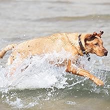 Fox Red labrador in the sea