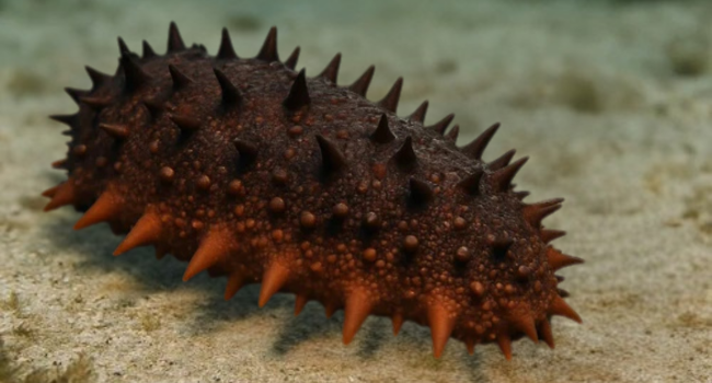 Critical Joint Relief Soft Chew for Dogs