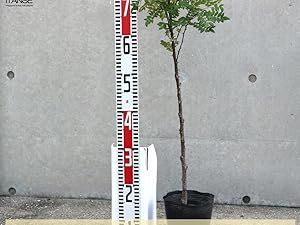 葉山椒　木の芽1キロ 愛知県豊田市旭産 山椒の葉（木の芽）20 g：愛知県産の葉山椒