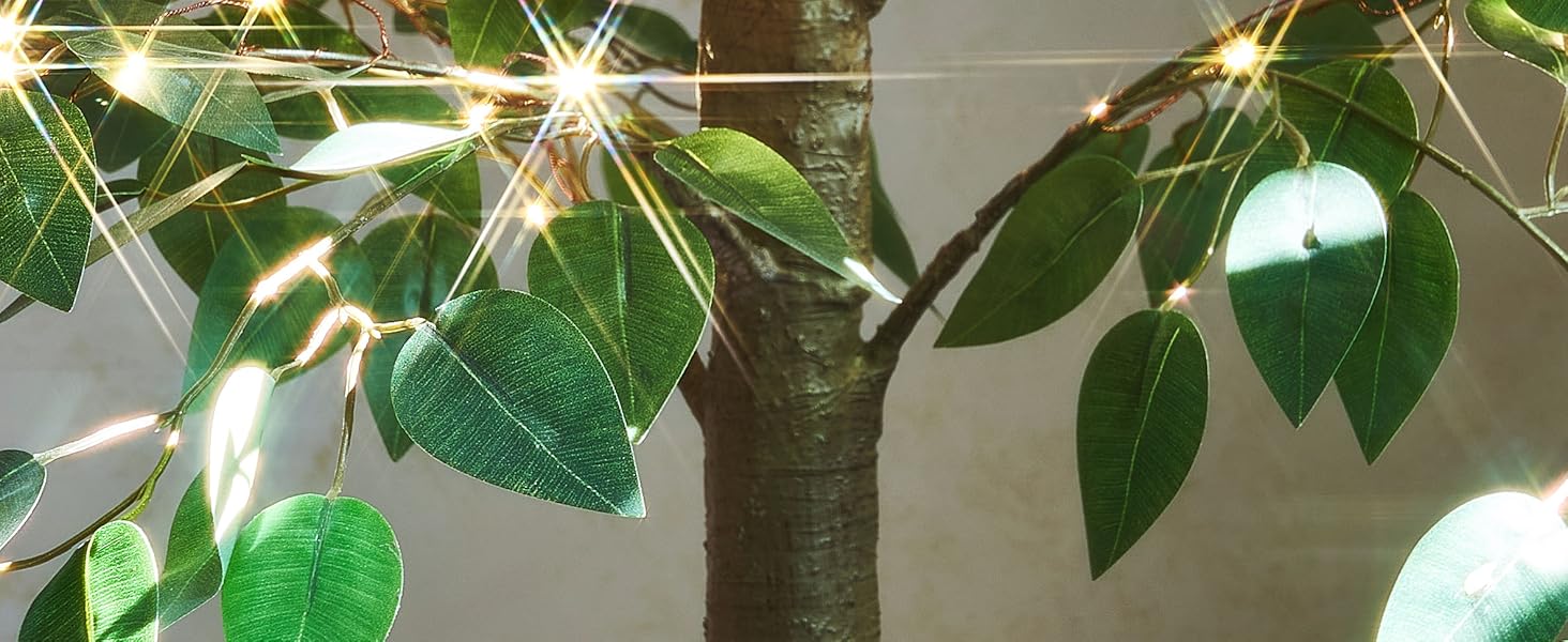 ficus tree