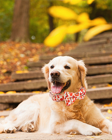 Fall collar