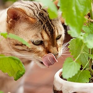 a Bengal cat licking and smelling on a fresh green Pretty Kitty catnip plant