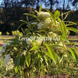 Jojoba OIl rough & raw Lemon