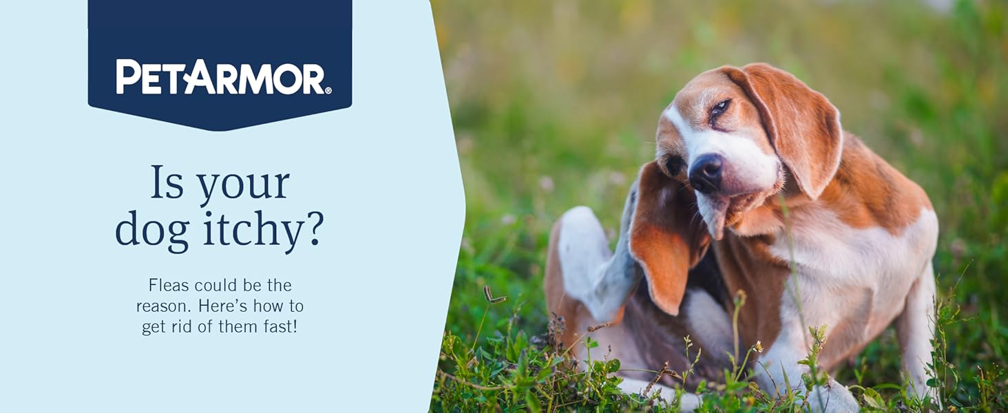Is your dog itchy?
