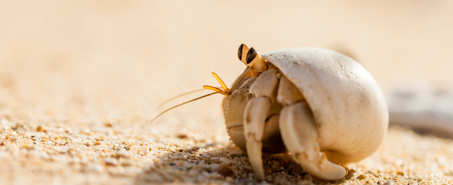 long-lived hermit crabs with proper nutrition and care
